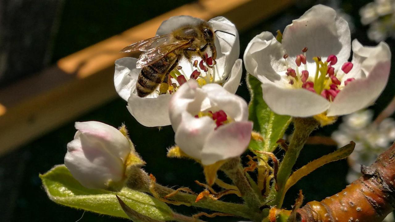 Hoderhof Leilighet Grassau  Eksteriør bilde